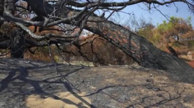 Antalya 'daki orman yangınından sonra yanan bir ağacın dalları. Yüksek kalite 4k görüntü