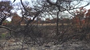 Yangından sonra yanan ağaç. Sarı yapraklı Antalya Türkiye 2024. Yüksek kalite 4k görüntü