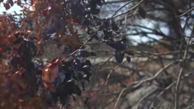 Antalya 'daki orman yangınından sonra yanan bir ağacın dalları. Yüksek kalite 4k görüntü