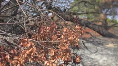 Yangından sonra yanan ağaç. Sarı yapraklı Antalya Türkiye 2024. Yüksek kalite 4k görüntü