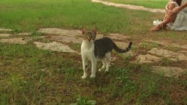 Parktaki çimenlikteki hindi evsiz kedi. Yüksek kalite 4k görüntü