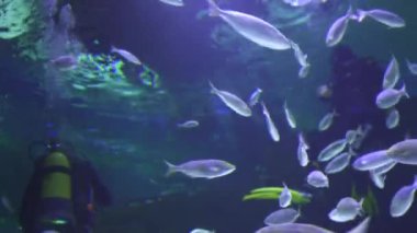 Dalgıçlar canlı tropikal balıklar arasında bir akvaryumda yüzerek büyüleyici sualtı dünyasını keşfediyorlar. 4K videosu hem dalgıçların hem de balıkların renkli deniz yaşamını ve zarif hareketlerini kaydediyor..