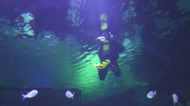 Dalgıçlar canlı tropikal balıklar arasında bir akvaryumda yüzerek büyüleyici sualtı dünyasını keşfediyorlar. 4K videosu hem dalgıçların hem de balıkların renkli deniz yaşamını ve zarif hareketlerini kaydediyor..