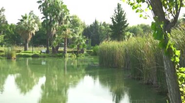 Parkta, sakin ve güneşli bir yaz gününde yeşil palmiye ağaçları ve kamışlarla süslenmiş bir göl. Doğanın huzur dolu güzelliklerini ve sakin açık hava manzaralarını yakalamak için ideal. Yüksek kalite 4k görüntü