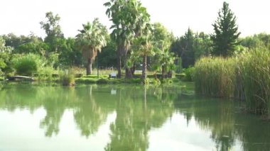 Gölde güzel bir park alanı, yeşil palmiye ağaçları ve ayna kadar pürüzsüz bir suyu olan bir sabah. Huzurlu, doğal güzellik ve barışçıl, yansıtıcı anlar için mükemmel. Kaliteli 4k görüntü