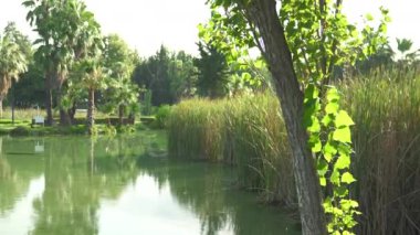 Palmiye ağaçlarıyla çevrili bir parkta huzurlu bir sabah. Huzuru, doğayı ve tropikal bir ortamın sakin güzelliğini yakalamak için mükemmel. Yüksek kalite 4k görüntü