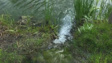 Göle akan bir dere, yeşil palmiye ağaçları ve ayna kadar pürüzsüz suyu olan güzel bir park alanında geçiyor. Doğanın dingin güzelliğini ve huzurlu yansımalarını yakalamak için idealdir. 4k görüntü