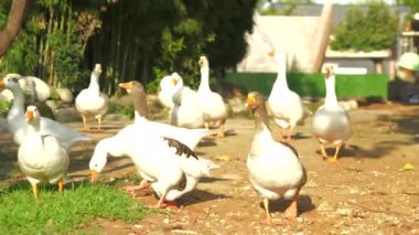 Sıcak ve güneşli bir günde açık arazide bir kaz sürüsü. Açık ve sıcak bir ortamda vahşi yaşamın canlı varlığını yakalamak için ideal bir ortam. Yüksek kalite 4k görüntü