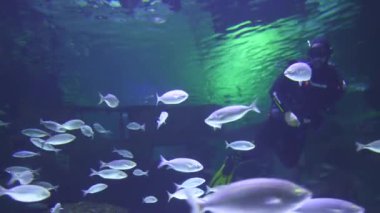 Antalya, Türkiye, 08.24.2024. Dalgıçlar, canlı bir dizi deniz canlısıyla çevrili olan akvaryumdaki balıkları su altında besler. Sahne, insanlar ve deniz canlıları arasındaki büyüleyici bir etkileşimi yakalıyor.
