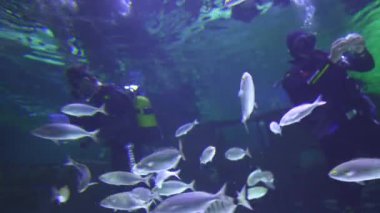 Antalya, Türkiye, 08.24.2024. Dalgıçlar, canlı bir dizi deniz canlısıyla çevrili olan akvaryumdaki balıkları su altında besler. Sahne, insanlar ve deniz canlıları arasındaki büyüleyici bir etkileşimi yakalıyor.