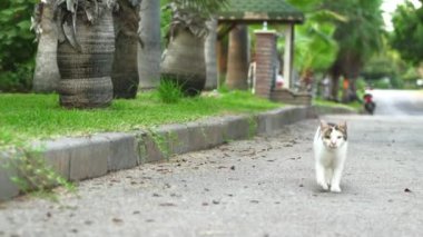 Komik bir kedi yol boyunca kameraya doğru koşar, canlı hareketini ve neşeli ifadesini vurgulayan yakın çekimde yakalanır. Yüksek kalite 4k görüntü