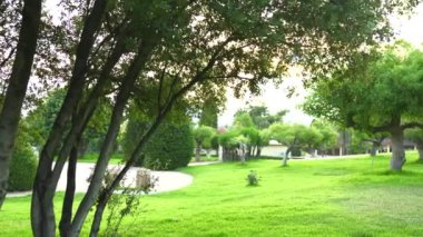 Canlı yeşil çimenleri ve görkemli egzotik ağaçları olan güzel bir park çayırı verimli ve sakin bir doğal manzara yaratıyor. Yüksek kalite 4k görüntü