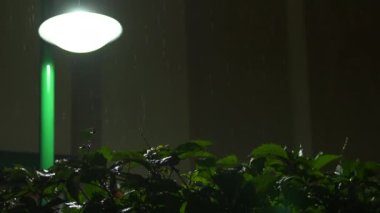 Yaz yağmuru, bahçedeki yeşil çalıların üzerindeki damlalar gibi parıldıyor. Huzurlu ve ferahlatıcı bir manzara yaratıyor. Yağmura bulanmış bir bahçenin doğal güzelliği bu huzurlu anda parlıyor..