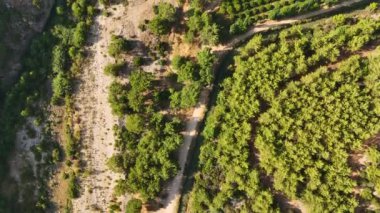Antalya 'nın sakin hava manzarası yemyeşil ormanların ve uzak dağların dingin güzelliğini son derece sakin bir şekilde yakalıyor. Huzurlu manzara yeşillik ve engebeli tepelerin uyumlu karışımını vurgular.