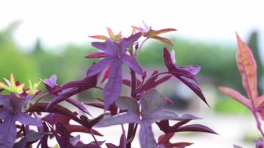 Antalya parkında canlı mor yaprakların yakın plan çekimi, dinamik bir görüntü için düzgün bir kamera hareketiyle geliştirildi.. 