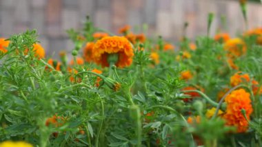 Parlak turuncu kadife çiçekleri kamera hareketiyle çekiliyor. Park ortamında dinamik bir sahne yaratıyor..