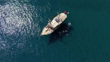 Turistlerin bir yatın kenarından kristal berrak suya atlayıp güneşli ve maceralı bir deniz gününün tadını çıkardıkları canlı bir sahne..