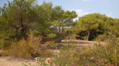 Türkiye 'nin Antalya kentindeki kurak bir orman sahnesinde dağınık düşmüş dallar ve çam ağaçları kırsal Akdeniz güzelliğini gözler önüne seriyor.. 