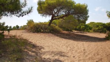 Kuru kumlu zemini olan bir çam ormanında huzurlu bir açıklık, sakin ve kırsal bir doğa ortamı yaratıyor.. 