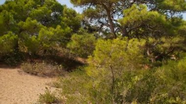 Yüksek çam ağaçları ve açık mavi gökyüzü ile manzaralı kumlu bir manzara, sakin ve doğal güzellikleri dış keşif için yakalıyor.. 