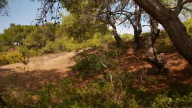 Türkiye 'nin Antalya kentindeki kurak bir orman, açık bir Akdeniz gökyüzü altında çam ağaçları, kumlu arazi ve kırsal manzaralar sergiliyor.
