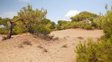Antalya Akdeniz ormanlarında güneşli sakin bir gün. Kuru çam ağaçları, dağınık dallar ve ılık doğal güzellikler.. 