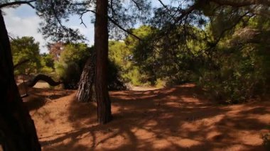 Türkiye 'nin Antalya kentindeki kırsal bir orman sahnesinde kuru çam ağaçları, kumlu zemin ve sakin doğal Akdeniz atmosferi sergileniyor.. 