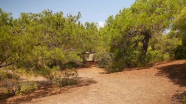Türkiye 'nin Antalya kentindeki manzaralı kuru bir orman. Düşen dallar kırsal bir çam ormanının ortasında kumlu zemine saçılmış..