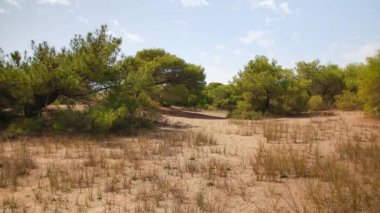Türkiye 'nin Antalya kentinde uzun çam ağaçları ve kuru kumlu zeminin yer aldığı sakin bir açıklık, Akdeniz doğasını keşfetmek için mükemmel..