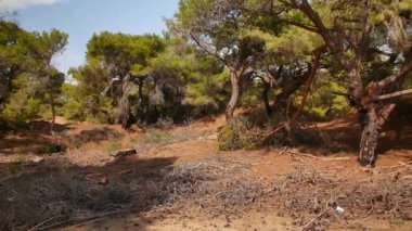 Türkiye 'nin Antalya kentinde, çam ağaçları ve kırsal Akdeniz manzarasının yer aldığı kurak bir orman manzarası, doğa araştırmaları için mükemmel..