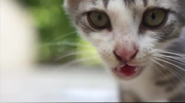 Minik, meraklı bir kedi yavrusu kameranın merceğine doğru adım atıyor, oyun ve masumiyetle dolu büyüleyici bir yakın çekim sahnesi yaratıyor..