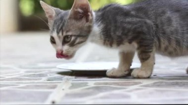 Oyuncak bir kedi yavrusu kameranın objektifine doğru hareket ediyor ve doğal ortamında sevimli ve ilginç bir yakın çekim anı yaratıyor..
