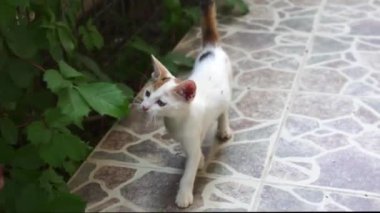 Meraklı küçük bir kedi yemyeşil ile çevrili bir evin bahçesinde yürüyor, sessiz ve doğal bir ortamın tadını çıkarıyor..