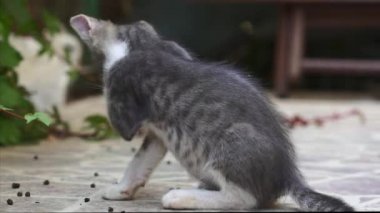 Şirin gri bir kedi, bir ev bahçesinde oturur. Huzurlu bir şekilde tımarını yapar. Etrafı doğal yeşilliklerle çevrilidir..