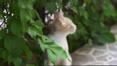 Küçük, tapılası bir kedi bir evin bahçesinde dinleniyor, yeşilliklerle çevrili ve dışarıdaki sakin ortamın tadını çıkarıyor..
