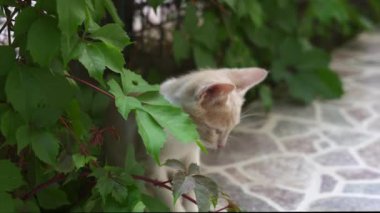 Küçük bir kedi, yemyeşil yemyeşil bir evin bahçesinde sakince oturuyor ve huzurlu atmosferin tadını çıkarıyor.. 