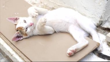 Şirin küçük bir kedi bir evin bahçesinde uzanır, yemyeşil ve huzurlu bir anın tadını çıkarır.. 