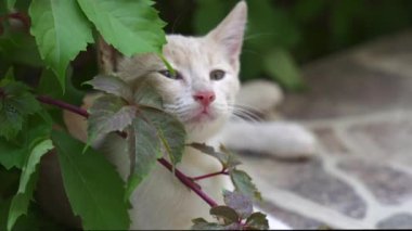 Huzurlu bir görüntü küçük bir kedi huzurlu bir şekilde uzanmış, yemyeşil yapraklar arasında yemyeşil bir çalı.