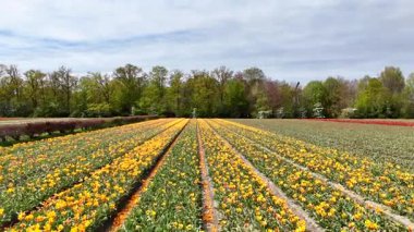 Hollanda 'daki Keukenhof Parkı' nın renkli lale tarlalarında sersemletici bir insansız hava aracı uçuşu baharın güzelliğini tam çiçekle yakalıyor..