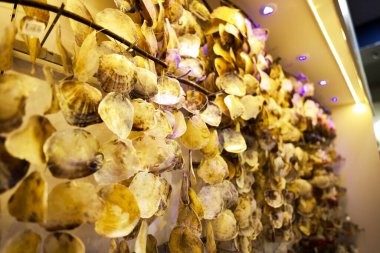 A close-up view of decorative hanging seashells illuminated by warm lights, creating a coastal atmosphere inside the Antalya Aquarium gift shop. clipart