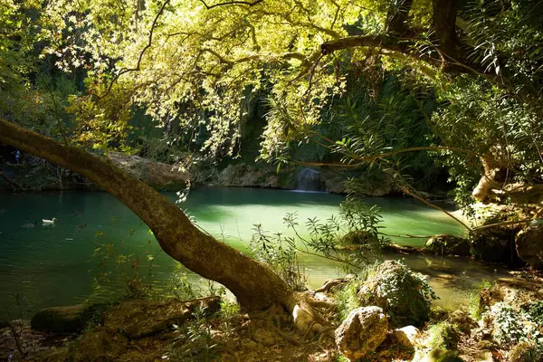 Bereketli yeşilliklerle çevrili huzurlu bir orman gölü. Ağaçların arasından süzülen güneş ışığı, yüzen ördekler ve arka planda küçük bir şelale.. 