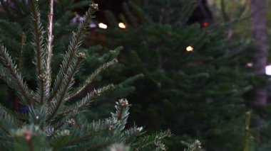 Taze, canlı, yeşil Noel ağaçlarının yakın çekimleri bir bayram pazarında sergilendi, mevsimsel neşe ve tezahürat uyandırdı.