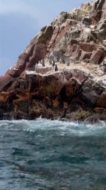 Humboldt penguenlerinin geniş açılı görüntüsü, Peru 'daki Ballestas Adaları' na okyanus dalgaları düşen sivri kıyı kayalıklarında dinleniyor..