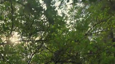 Yeşil orman tepe örtüsünün alçak açılı manzarası. Yaprakların arasından parlayan güneş ışınları ve sakin, huzurlu bir günde uzun ağaç gövdeleri..