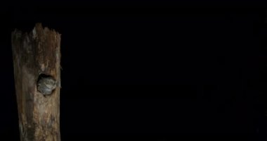 Ağaçtan uçan güzel baykuş. Karanlık arka planda boşlukta.