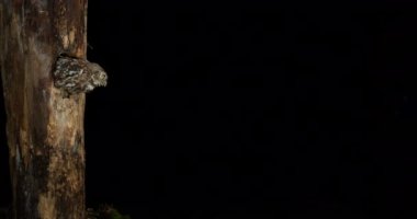 Ağaçtan uçan güzel baykuş. Karanlık arka planda boşlukta.