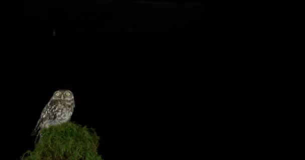 暗い背景に緑の植物から飛んで美しいフクロウ — ストック動画