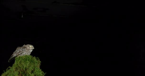 Coruja Bonita Voando Planta Verde Fundo Escuro — Vídeo de Stock