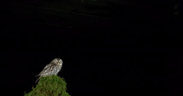 Beautiful Owl Flying Green Plant Dark Background — Stock Video