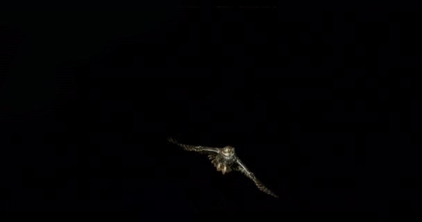 Mooie Uil Vliegen Donkere Achtergrond — Stockvideo